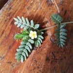 Tribulus terrestris পাতা