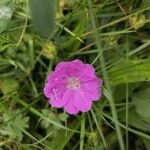 Geranium sanguineumᱵᱟᱦᱟ