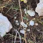 Zoegea leptaurea 形態