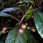 Macaranga alnifolia Fruto