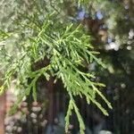 Cupressus lusitanica Ліст