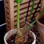 Albuca spiralis Hábitos