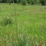 Yucca arkansana Habit