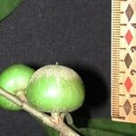 Chrysophyllum venezuelanense Fruto
