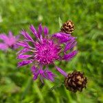 Centaurea nigrescens Blüte