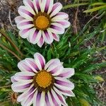 Gazania linearisFlower