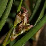 Juncus heterophyllus Frukt