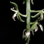 Notylia aromatica Flor