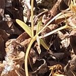 Centaurium littorale Hoja