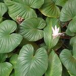 Homalomena rubescens Hábito