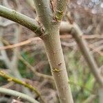 Salix viminalis Bark