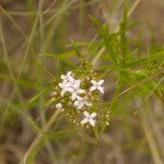 Stenaria nigricans Flower