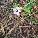 Ipomoea trilobaFlower