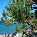 Pinus Pinaster Aiton Hai An Song World Flora Pl Ntnet Identify