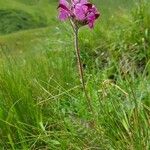 Pedicularis cenisia Habit