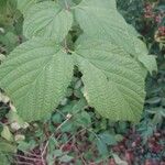 Rhodotypos scandens Leaf