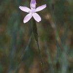 Dianthus pyrenaicus Λουλούδι