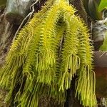 Huperzia phlegmaria Hoja