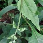 Adenostemma mauritianum (Autre)