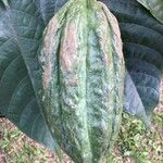 Theobroma cacao 果実