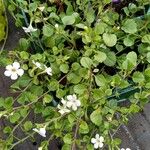 Bacopa repens Ліст