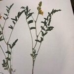 Hoffmannseggia glauca Leaf