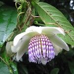 Passiflora acuminataFlower