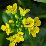 Brassica rapa 花