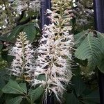 Aesculus parviflora Flor