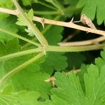 Geranium mascatense Bark