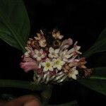 Chassalia bipindensis Fiore