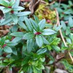 Gaultheria myrsinoides List