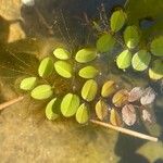 Salvinia natans Leaf