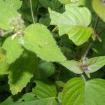 Croton hirtus Blad