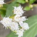 Ageratina riparia Flower