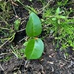 Hydrangea barbara Leaf