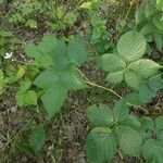 Rubus polonicus Leaf