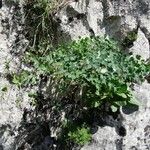 Thalictrum macrocarpum 形態