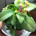 Kalanchoe miniata Žiedas