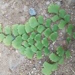 Adiantum capillus-veneris 葉