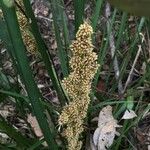 Lomandra longifolia Flor
