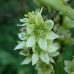 Veratrum album Fiore