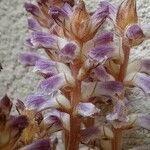 Orobanche minor Flor
