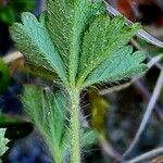 Potentilla verna Leaf