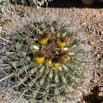 Ferocactus wislizeni Цветок