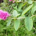 Spiraea douglasii Fuelha