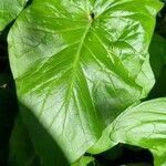 Arum cylindraceum Hoja