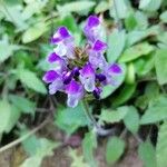 Prunella hastifolia Fula