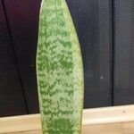 Sansevieria trifasciataBlad