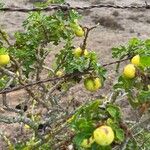 Solanum rostratum Foglia